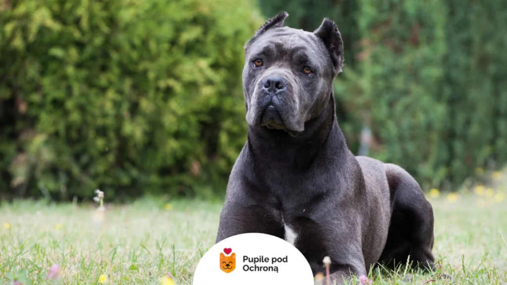 cane corso z czujnym spojrzeniem siedzący na trawie.