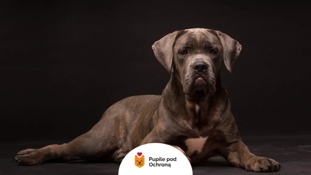 Pręgowany cane corso leżący w studiu fotograficznym.