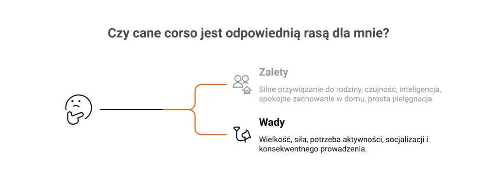 Infografika przedstawiająca zalety i wady psa rasy cane corso.