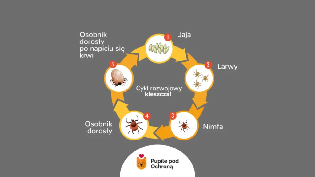 Schemat przedstawiający cykl rozwojowy kleszcza, ważny w profilaktyce jaką jest ochrona kota przed kleszczami
