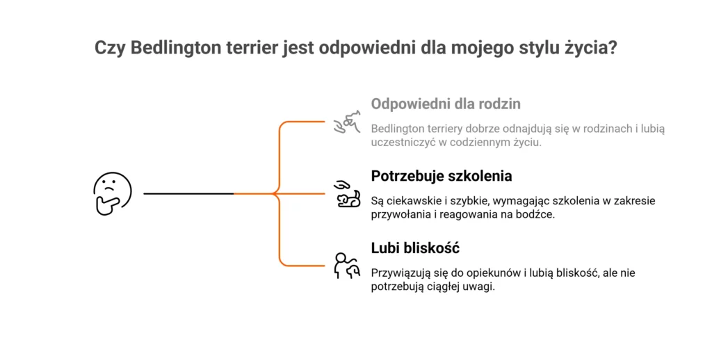 Dla kogo jest Bedlington Terrier?