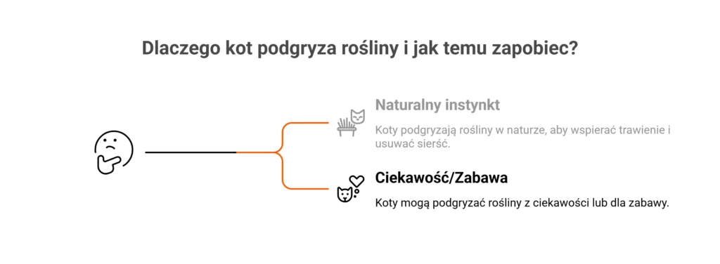 Infografika wyjaśniająca przyczyny gryzienia ziół przez koty