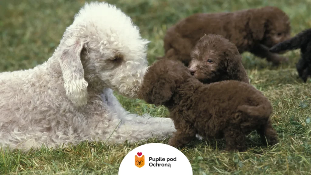 Jasny Bedlington terrier leżący obok trzech ciemnych szczeniąt na trawie