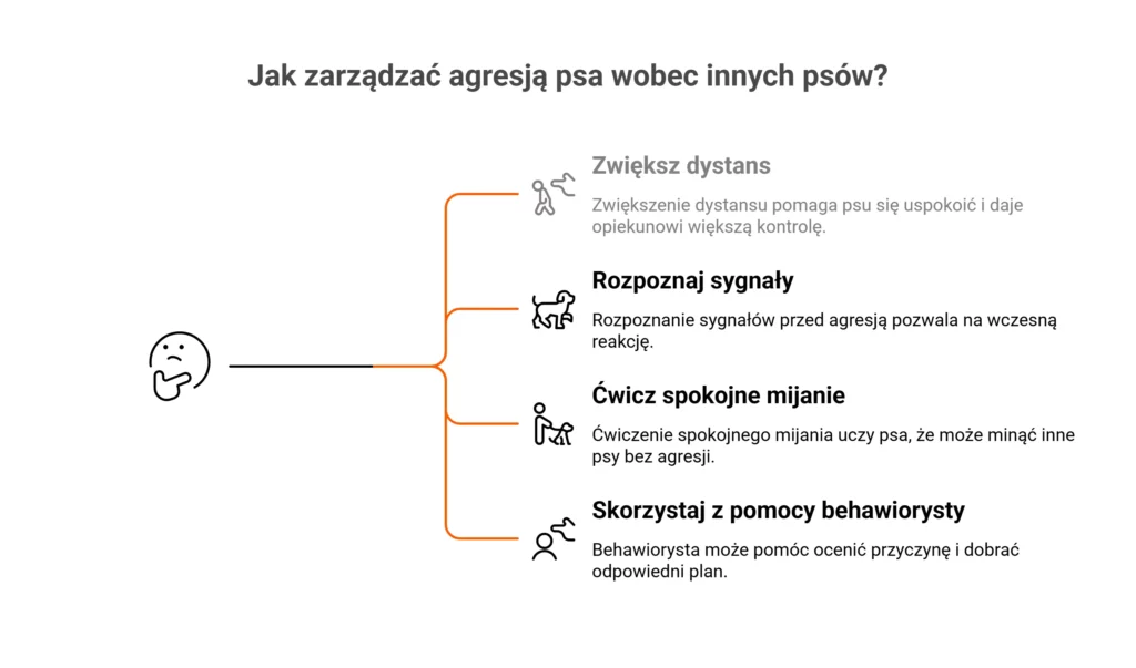 Infografika – jak postępować gdy pies jest agresywny wobec innych psów