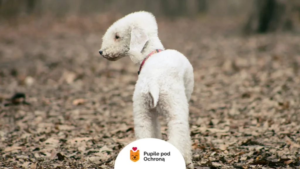 Bedlington terrier stojący na ścieżce w lesie pośród opadłych liści