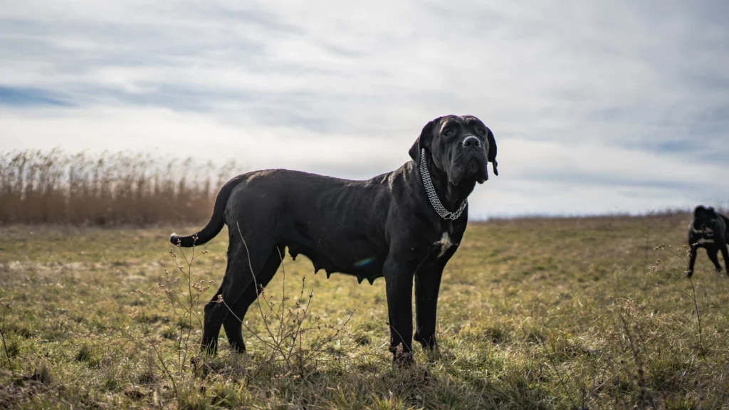 Cane corso – charakter, wygląd, cena i&nbsp;najważniejsze informacje o&nbsp;rasie