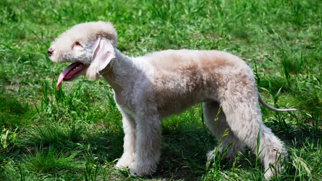 Bedlington terrier – charakter, wygląd i&nbsp;najważniejsze informacje o&nbsp;rasie