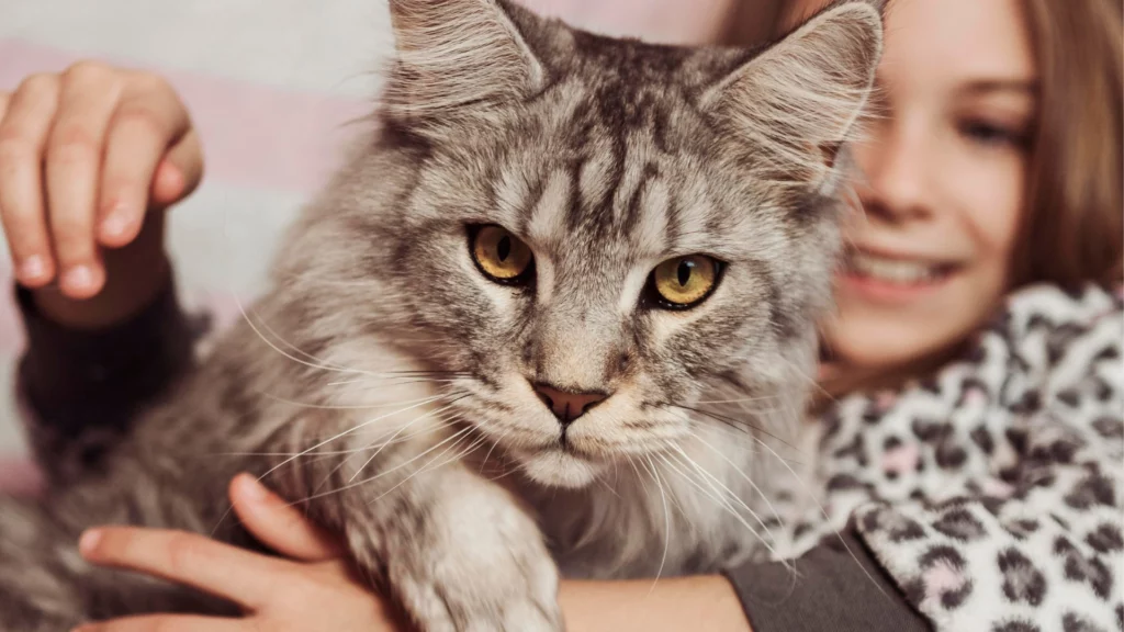 Kot Maine Coon – charakterystyka rasy, opis, pielęgnacja i&nbsp;aktualna cena