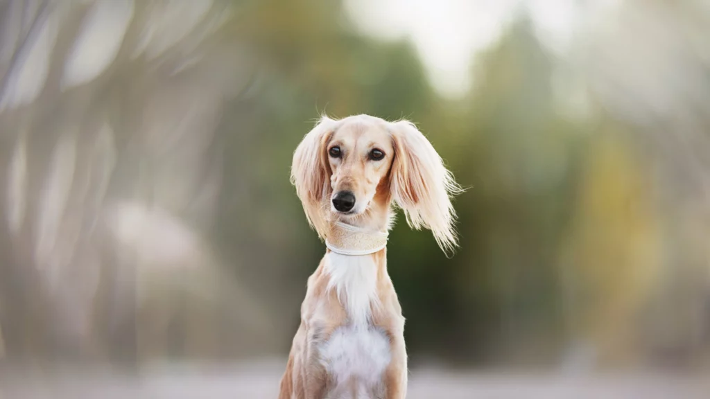 Chart perski (saluki) – poznaj rasę