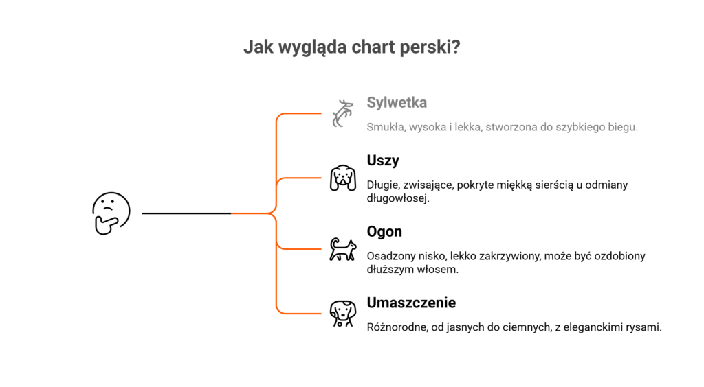 Infografika przedstawiająca jak wygląda chart perski i jego cechy anatomiczne.