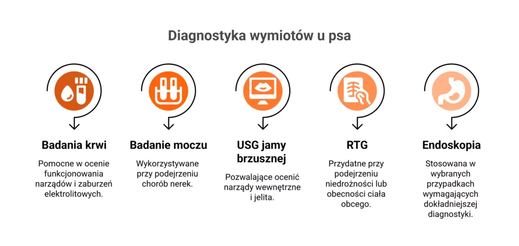 Infografika przedstawiająca badania diagnostyczne na wymioty u psa