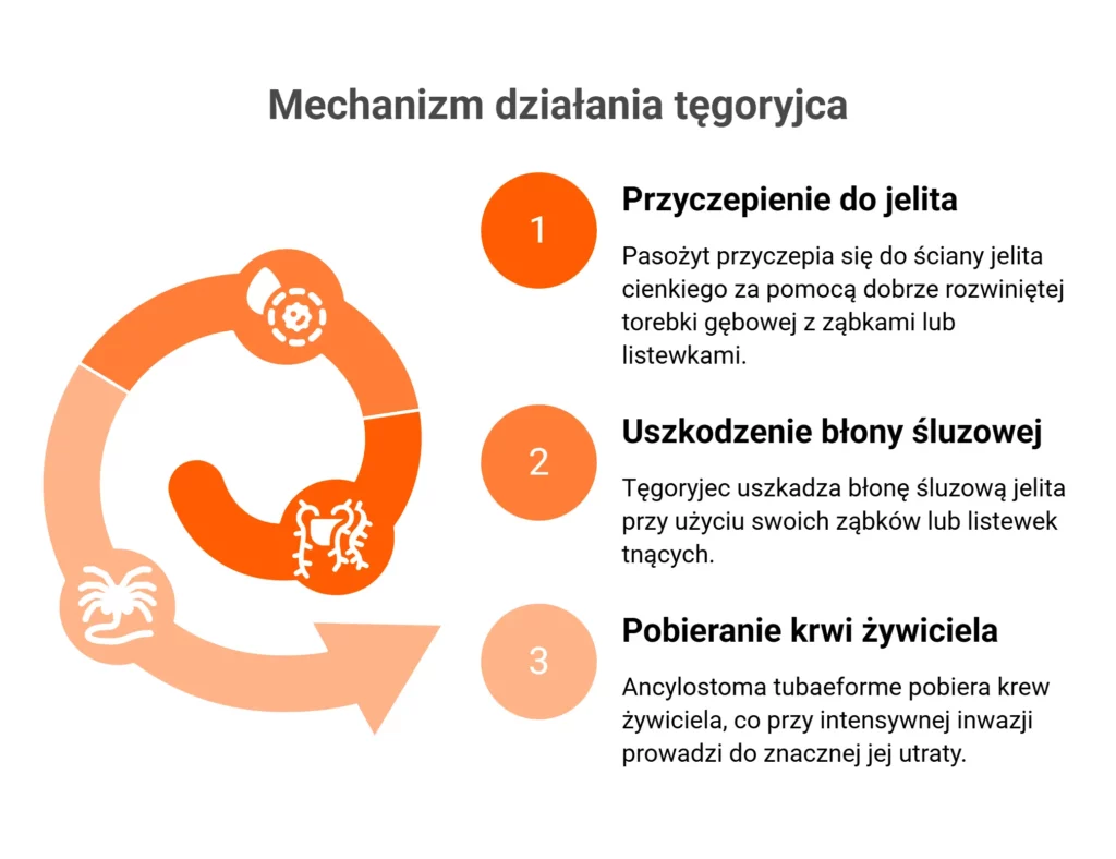Tęgoryjec u kota – objawy, przyczyny zakażenia i leczenie 2 Infografika: etapy uszkadzania jelit przez pasożyta tęgoryjec u kota